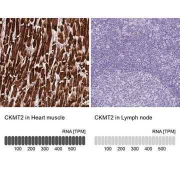 Anti-CKMT2 antibody produced in rabbit Prestige Antibodies&#174; Powered by Atlas Antibodies, affinity isolated antibody, buffered aqueous glycerol solution