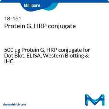 Protein&nbsp;G, HRP-Konjugat 500 &#181;g Protein G, HRP conjugate for Dot Blot, ELISA, Western Blotting &amp; IHC.