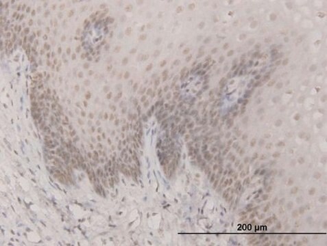 Monoclonal Anti-SAP30 antibody produced in mouse clone 4D2, purified immunoglobulin, buffered aqueous solution