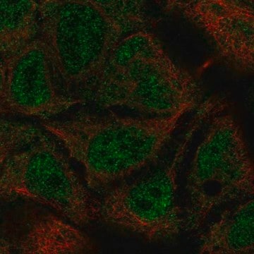 Anti-TEX40 antibody produced in rabbit Prestige Antibodies&#174; Powered by Atlas Antibodies, affinity isolated antibody, buffered aqueous glycerol solution