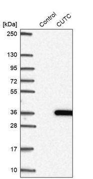 Anti-CUTC antibody produced in rabbit Prestige Antibodies&#174; Powered by Atlas Antibodies, affinity isolated antibody, buffered aqueous glycerol solution