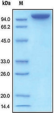 CNTN2/Contactin-2 human recombinant, expressed in HEK 293 cells, &#8805;95% (SDS-PAGE)