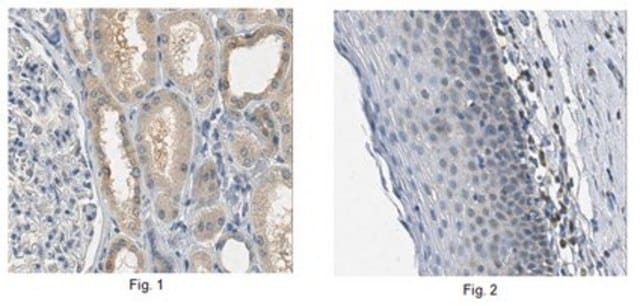 Anti-SNAI1 Antibody, clone 10H4.1 clone 10H4.1, from mouse