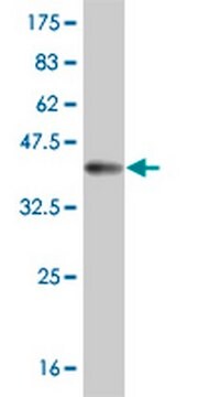 Anti-MSLN Mouse mAb (1A10) liquid, clone 1A10, Calbiochem&#174;