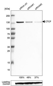 Monoclonal Anti-CTCF antibody produced in mouse Prestige Antibodies&#174; Powered by Atlas Antibodies, clone CL0304, purified immunoglobulin, buffered aqueous glycerol solution