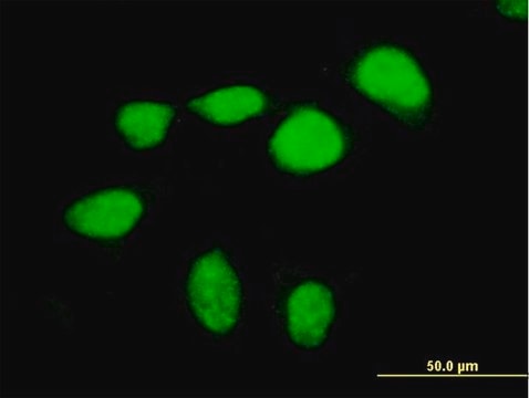 Anti-MEF2D antibody produced in mouse purified immunoglobulin, buffered aqueous solution