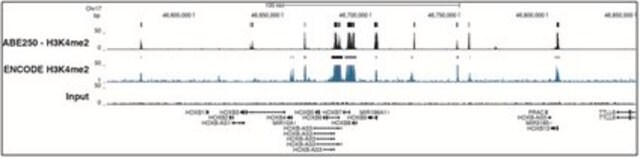 抗二甲基组蛋白H3（Lys4）抗体，试验装 from rabbit, purified by affinity chromatography