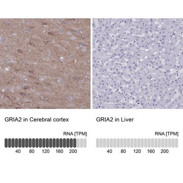 Anti-GRIA2 antibody produced in rabbit Prestige Antibodies&#174; Powered by Atlas Antibodies, affinity isolated antibody, buffered aqueous glycerol solution