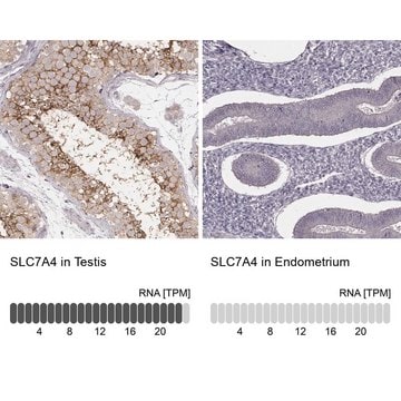 Anti-SLC7A4 antibody produced in rabbit Prestige Antibodies&#174; Powered by Atlas Antibodies, affinity isolated antibody, buffered aqueous glycerol solution