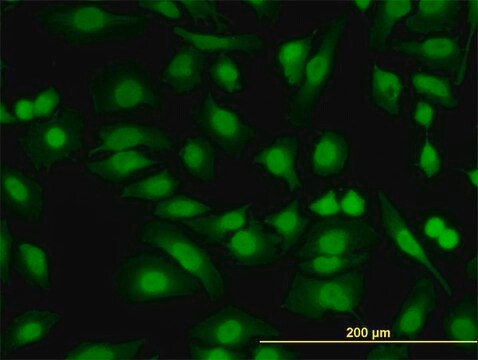 Monoclonal Anti-PKNOX2 antibody produced in mouse clone 4B6, purified immunoglobulin, buffered aqueous solution