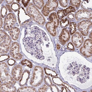 Anti-OR10R2 antibody produced in rabbit Prestige Antibodies&#174; Powered by Atlas Antibodies, affinity isolated antibody, buffered aqueous glycerol solution