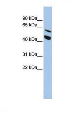 Anti-MMP24 antibody produced in rabbit affinity isolated antibody