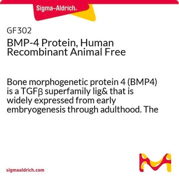 BMP-4- Protein, human, rekombinant, tierfrei Bone morphogenetic protein 4 (BMP4) is a TGF&#946; superfamily lig&amp; that is widely expressed from early embryogenesis through adulthood. The Recombinant animal free human BMP-4 protein is manufactured using all non-animal reagents.