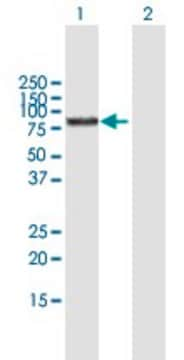 Anti-BMP1 antibody produced in mouse purified immunoglobulin, buffered aqueous solution