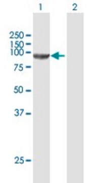 Anti-CSDE1 antibody produced in mouse purified immunoglobulin, buffered aqueous solution