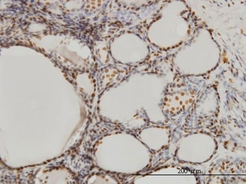 Monoclonal Anti-SFPQ antibody produced in mouse clone 6D7, purified immunoglobulin, buffered aqueous solution