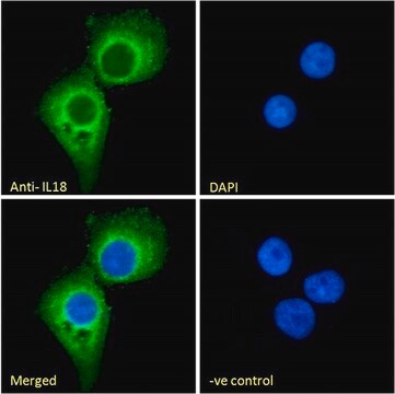 Anti-IL18 antibody produced in goat affinity isolated antibody, buffered aqueous solution