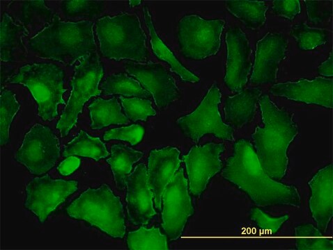 Monoclonal Anti-PTK7 antibody produced in mouse clone 4F5, purified immunoglobulin, buffered aqueous solution