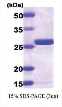 AK2 human recombinant, expressed in E. coli, &#8805;95% (SDS-PAGE)