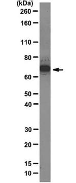 Anti-hnRNP Q Antibody, clone 18E4 clone 18E4, from mouse