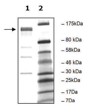 PDE4A10 active human recombinant, expressed in baculovirus infected Sf9 cells, &#8805;75% (SDS-PAGE)