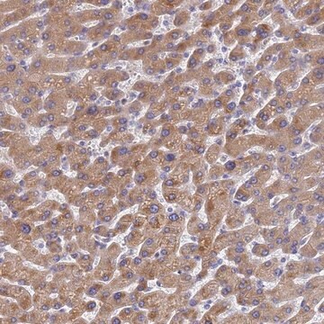 Anti-LBX2 antibody produced in rabbit Prestige Antibodies&#174; Powered by Atlas Antibodies, affinity isolated antibody, buffered aqueous glycerol solution