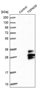 Anti-TSPAN9 antibody produced in rabbit Prestige Antibodies&#174; Powered by Atlas Antibodies, affinity isolated antibody, buffered aqueous glycerol solution