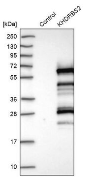 Anti-KHDRBS2 antibody produced in rabbit Prestige Antibodies&#174; Powered by Atlas Antibodies, affinity isolated antibody, buffered aqueous glycerol solution