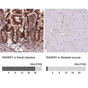 Anti-RAVER1 antibody produced in rabbit Prestige Antibodies&#174; Powered by Atlas Antibodies, affinity isolated antibody, buffered aqueous glycerol solution