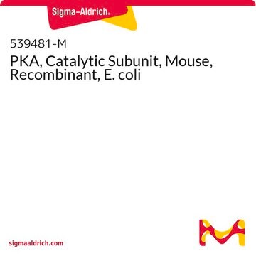 PKA, Catalytic Subunit, Mouse, Recombinant, E. coli