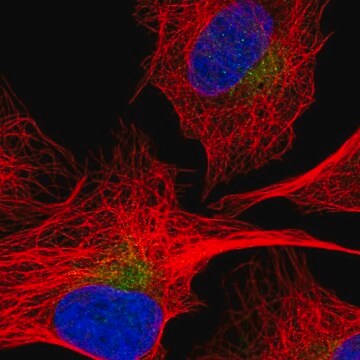 Anti-SEC22C antibody produced in rabbit Prestige Antibodies&#174; Powered by Atlas Antibodies, affinity isolated antibody