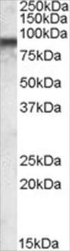 抗COG7抗体 ヤギ宿主抗体 affinity isolated antibody, buffered aqueous solution