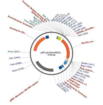 PSF-PA-PROMMCS-RLUC - NO PROMOTER (MCS) RENILLA PLASMID plasmid vector for molecular cloning