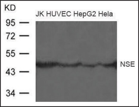 Anti-NSE antibody produced in rabbit affinity isolated antibody