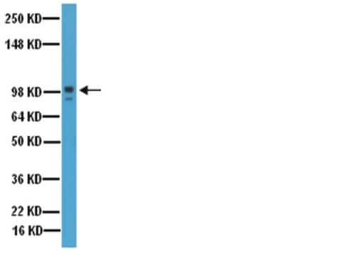 Anti-MMP-9 Antibody, Catalytic domain Chemicon&#174;, from rabbit