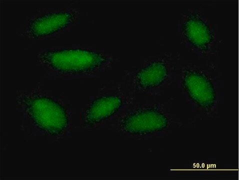 Anti-DUSP18 antibody produced in mouse purified immunoglobulin, buffered aqueous solution