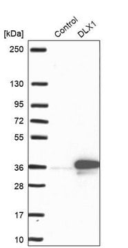 抗DLX1抗体 ウサギ宿主抗体 Prestige Antibodies&#174; Powered by Atlas Antibodies, affinity isolated antibody, buffered aqueous glycerol solution