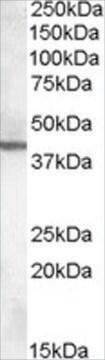 Anti-ABHD12 antibody produced in goat affinity isolated antibody, buffered aqueous solution