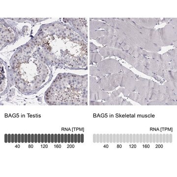 Anti-BAG5 antibody produced in rabbit Prestige Antibodies&#174; Powered by Atlas Antibodies, affinity isolated antibody, buffered aqueous glycerol solution