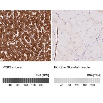 Anti-PCK2 antibody produced in rabbit Prestige Antibodies&#174; Powered by Atlas Antibodies, affinity isolated antibody, buffered aqueous glycerol solution