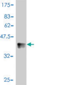 Monoclonal Anti-NLK antibody produced in mouse clone 1C1, purified immunoglobulin, buffered aqueous solution