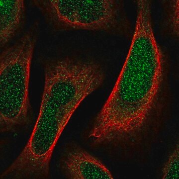 Anti-SHF antibody produced in rabbit Prestige Antibodies&#174; Powered by Atlas Antibodies, affinity isolated antibody