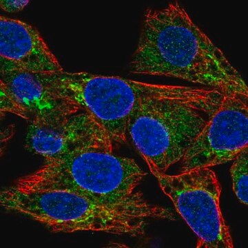 Anti-CCL15 antibody produced in rabbit Prestige Antibodies&#174; Powered by Atlas Antibodies, affinity isolated antibody