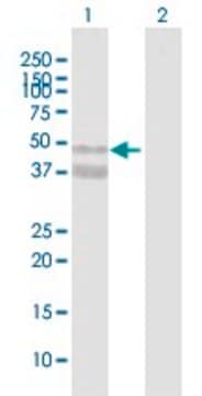 Anti-ASPN antibody produced in mouse purified immunoglobulin, buffered aqueous solution