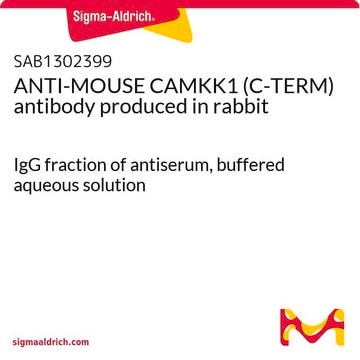 ANTI-MOUSE CAMKK1 (C-TERM) antibody produced in rabbit IgG fraction of antiserum, buffered aqueous solution