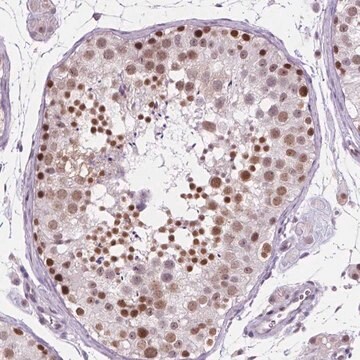 Anti-FAM50B antibody produced in rabbit Prestige Antibodies&#174; Powered by Atlas Antibodies, affinity isolated antibody, buffered aqueous glycerol solution