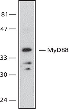 Anti-MyD88, Internal Domain antibody produced in rabbit ~0.5&#160;mg/mL, affinity isolated antibody, buffered aqueous solution