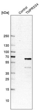 Anti-TMPRSS4 antibody produced in rabbit Prestige Antibodies&#174; Powered by Atlas Antibodies, affinity isolated antibody, buffered aqueous glycerol solution