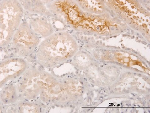 Monoclonal Anti-S100A5 antibody produced in mouse clone 5E1, purified immunoglobulin, buffered aqueous solution