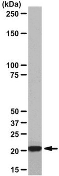 Anticorps monoclonal de lapin anti-Ha-Ras, clone&nbsp;MC57 culture supernatant, clone MC57, from rabbit